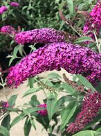 Image result for Buddleja davidii Miss Ruby (r)