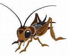 Image result for Cricket Insect Drawing Cartoon