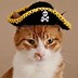 Image result for Pirate Cat Funny