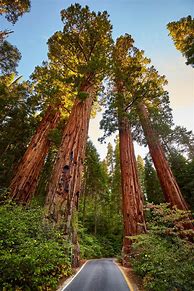 Bildergebnis für Sequoia Grove Rebellious Red