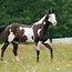 Image result for American Paint Horse Unique Paterns
