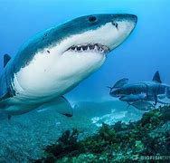 Image result for Great White Shark Diving Art