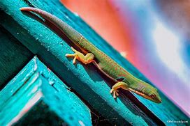 Image result for Snow Gecko Lizard