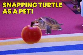 Image result for Animal Crossing New Horizons Snapping Turtle