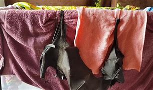 Image result for Spotted Bat Sleeping