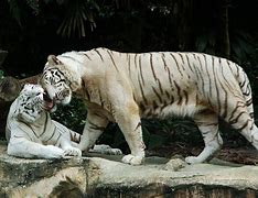 Image result for Whitekiller Tiger