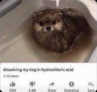 Image result for Dog Water Meme