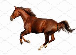 Image result for Horse Running Side View Art