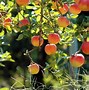 Image result for Apple Tree Wallpaper Free