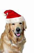 Image result for Happy New Year Dog Hat