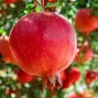 Image result for Pomegranate Tree Varieties