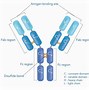 Image result for Affinity Chromatography Diagram