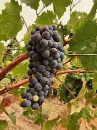 Image result for Rodrigue Molyneaux Barbera