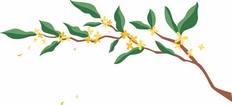 桂花树能长多少年寿命