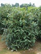 Image result for Viburnum lantana Mohican