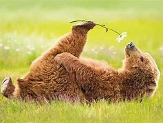 Image result for First Day of Spring Animals