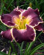 Image result for Hemerocallis Excellent