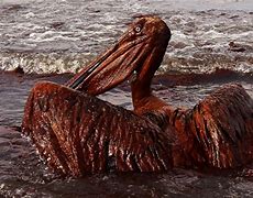 Image result for BP Oil Spill Gulf of Mexico