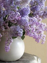 Image result for Lilac Flower Aesthetic