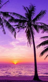 Image result for Girly Wallpaper Love Palm Trees
