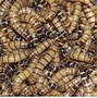 Image result for Superworms for Sale