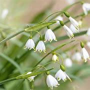 Image result for White Spring Flowers Blooming Right Now