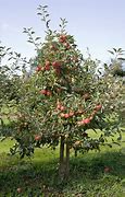Image result for M26 Tree