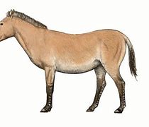 Image result for Primitive Horse Breeds