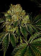 Image result for Fashion OG Strain