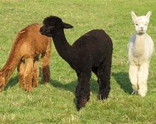 Image result for baby llama