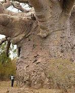 Image result for Baobab Tree Senegal