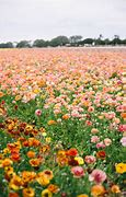 Image result for Chula Vista San Diego Flower Field
