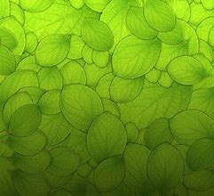 Image result for Mixed Green Leaf Background