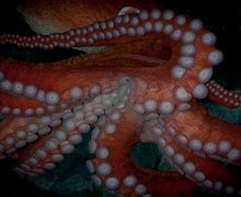 Image result for Giant Pacific Octopus Anatomy