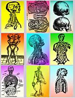 Image result for Anatomy ClipArt