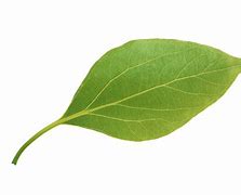 Image result for Leaf Texture Transparent Background