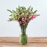Image result for Snapdragon Flower Bouquet