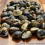 Image result for Clams UK Large