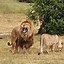 Image result for Amazing Animals