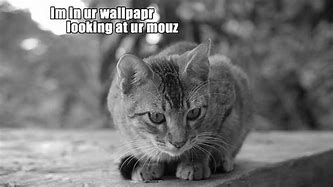 Image result for Lolcat