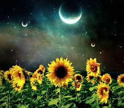Image result for Sunflower Moon