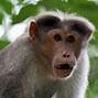 Image result for E-Trade: Monkey
