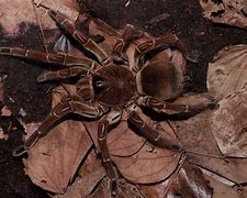 Image result for World's Biggest Spider Ever Seen