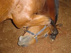 Image result for Bowing Thoroughbred Horse
