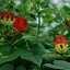 Image result for Gloriosa Rothschildiana