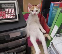 Image result for Small Cat Sat On iPhone