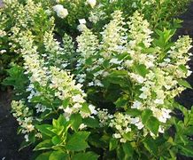 Image result for Hydrangea paniculata Burgundy Lace