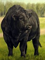 Image result for Angus Bull Canvas Art