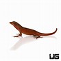 Image result for Red Anole Lizard