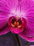 Image result for Samsung Galaxy S23 Macro Picture
